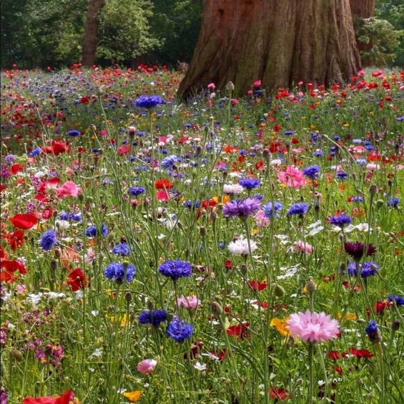 Meet your Posher, Rhoda - Picture 6 of 7